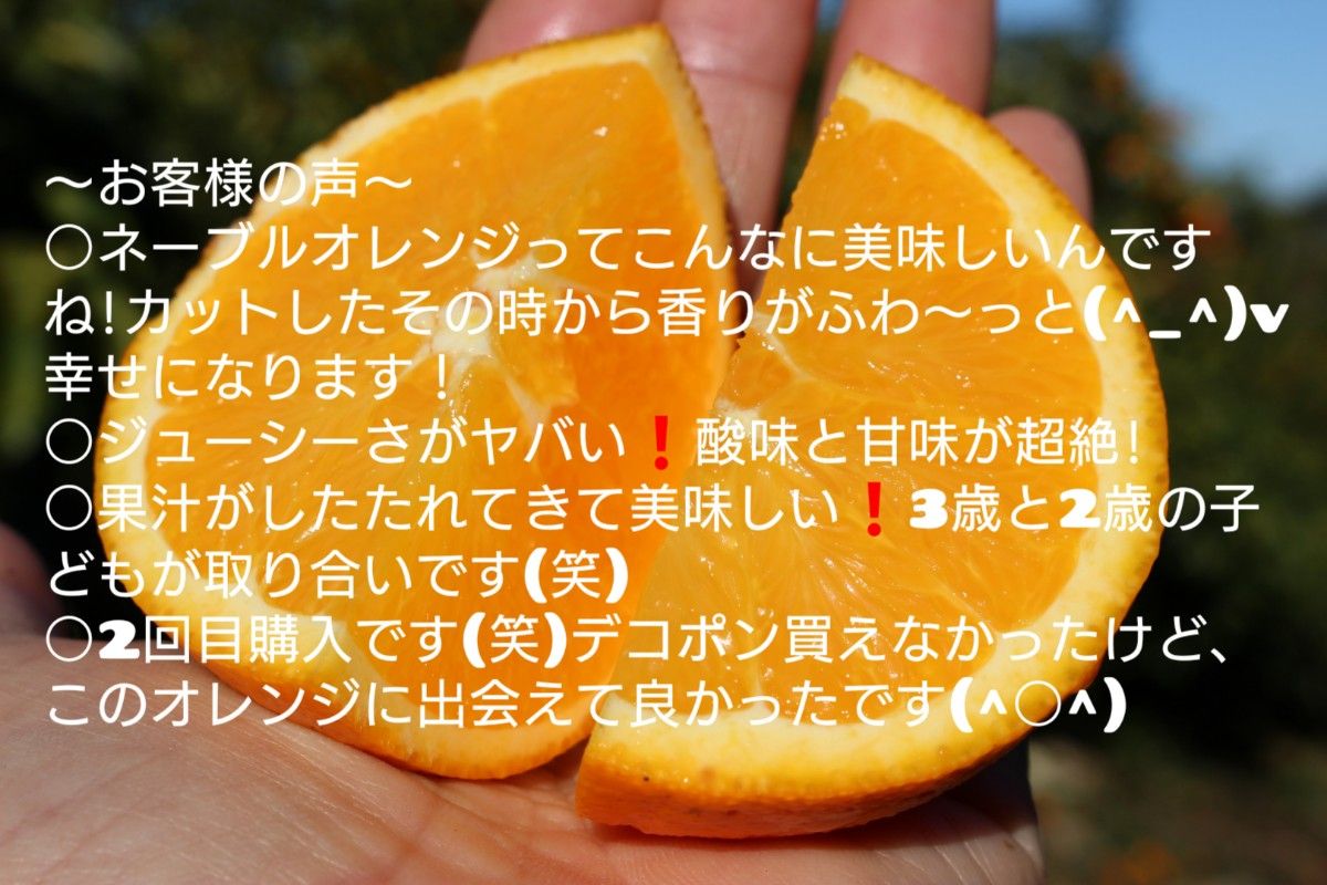 わけあり１０キロ 熊本産 ネーブルオレンジ｜PayPayフリマ