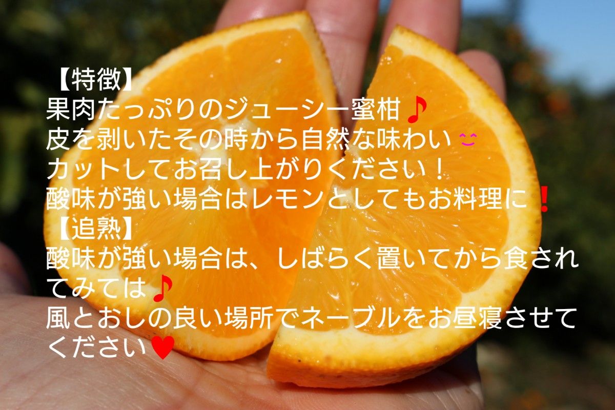 栽培期間中農薬減使用 熊本産 ネーブルオレンジ｜PayPayフリマ
