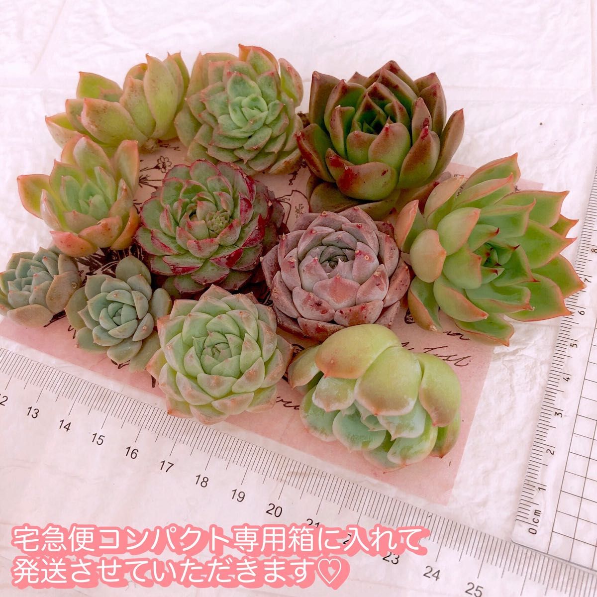 多肉植物 韓国苗セット 新品種 エケベリア 8種11苗詰め合わせ 多肉植物 韓国苗セット 新品種 エケベリア 8種11苗詰め合わせ