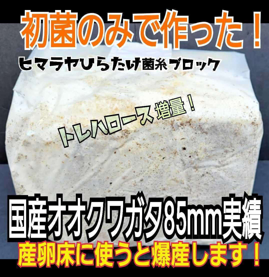 極上！初菌使用☆ヒマラヤひらたけ　菌糸ブロック【2個】トレハロース・ローヤルゼリー強化配合　オオクワガタに抜群☆産卵床に使うと爆産_画像2