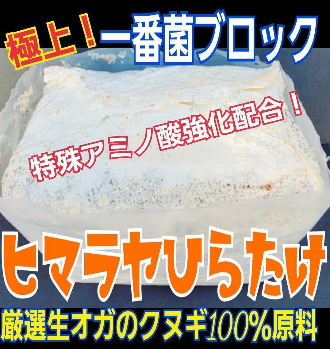 極上！初菌使用☆ヒマラヤひらたけ　菌糸ブロック　トレハロース・ローヤルゼリー強化配合　オオクワガタに抜群☆産卵床に使うと爆産します_画像2