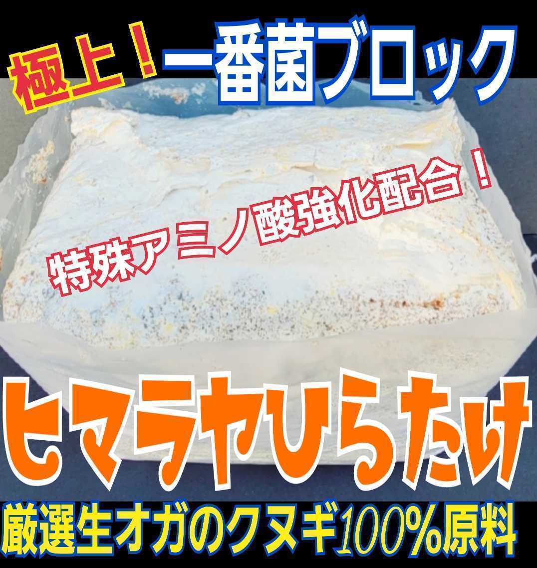 極上！初菌使用☆ヒマラヤひらたけ　菌糸ブロック【7個】トレハロース、ローヤルゼリー強化配合　オオクワガタに抜群　産卵床に使うと爆産