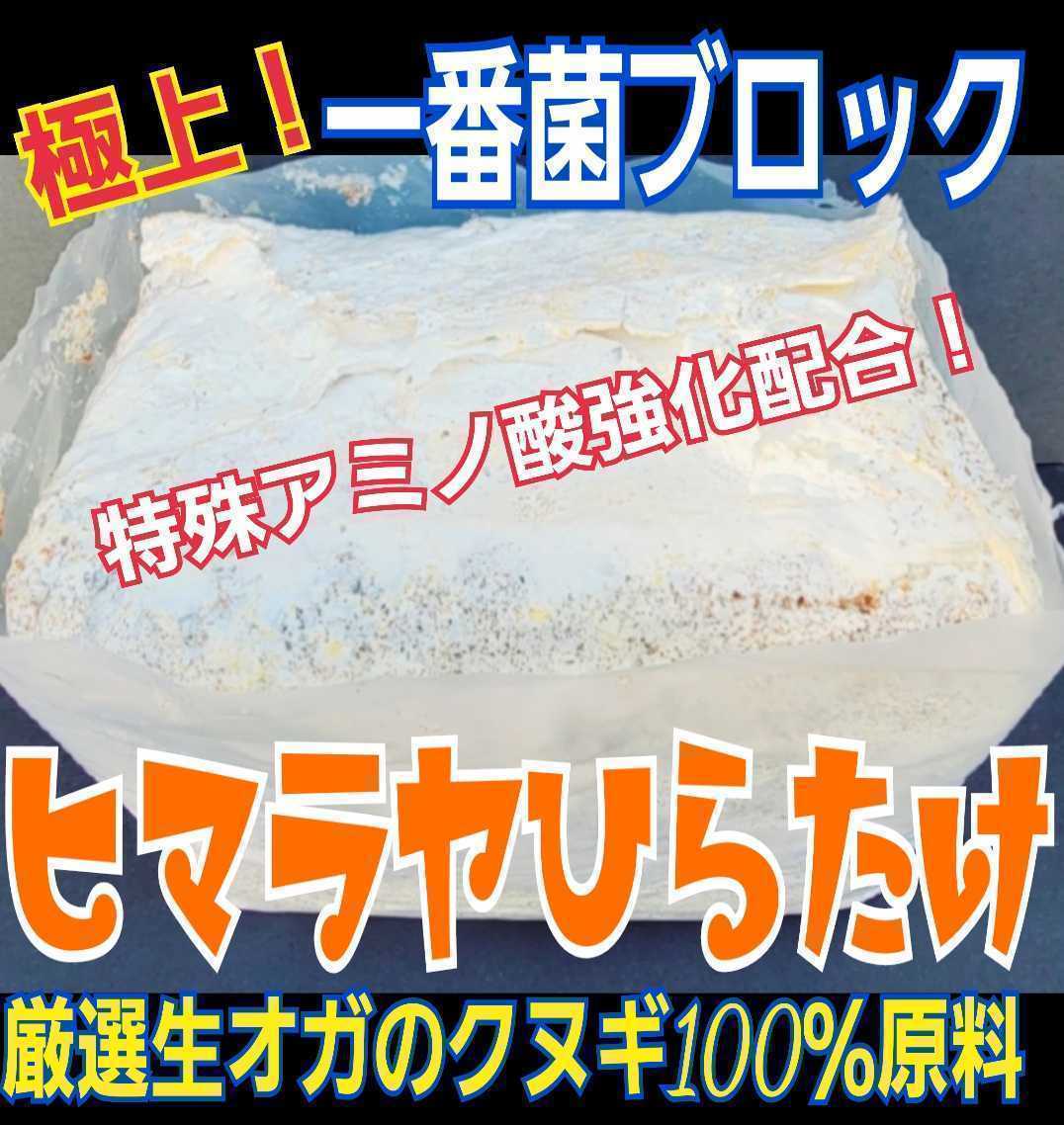 楽天カード分割】 極上!初菌使用 ヒマラヤひらたけ 菌糸ブロック【8個