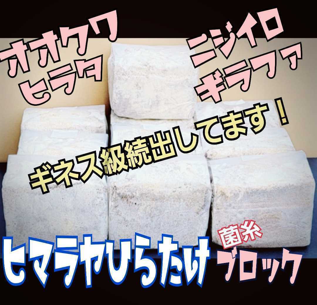 極上！初菌使用☆ヒマラヤひらたけ　菌糸ブロック【5個】トレハロース、ローヤルゼリー強化配合　オオクワガタに抜群　産卵床に使うと爆産_画像3