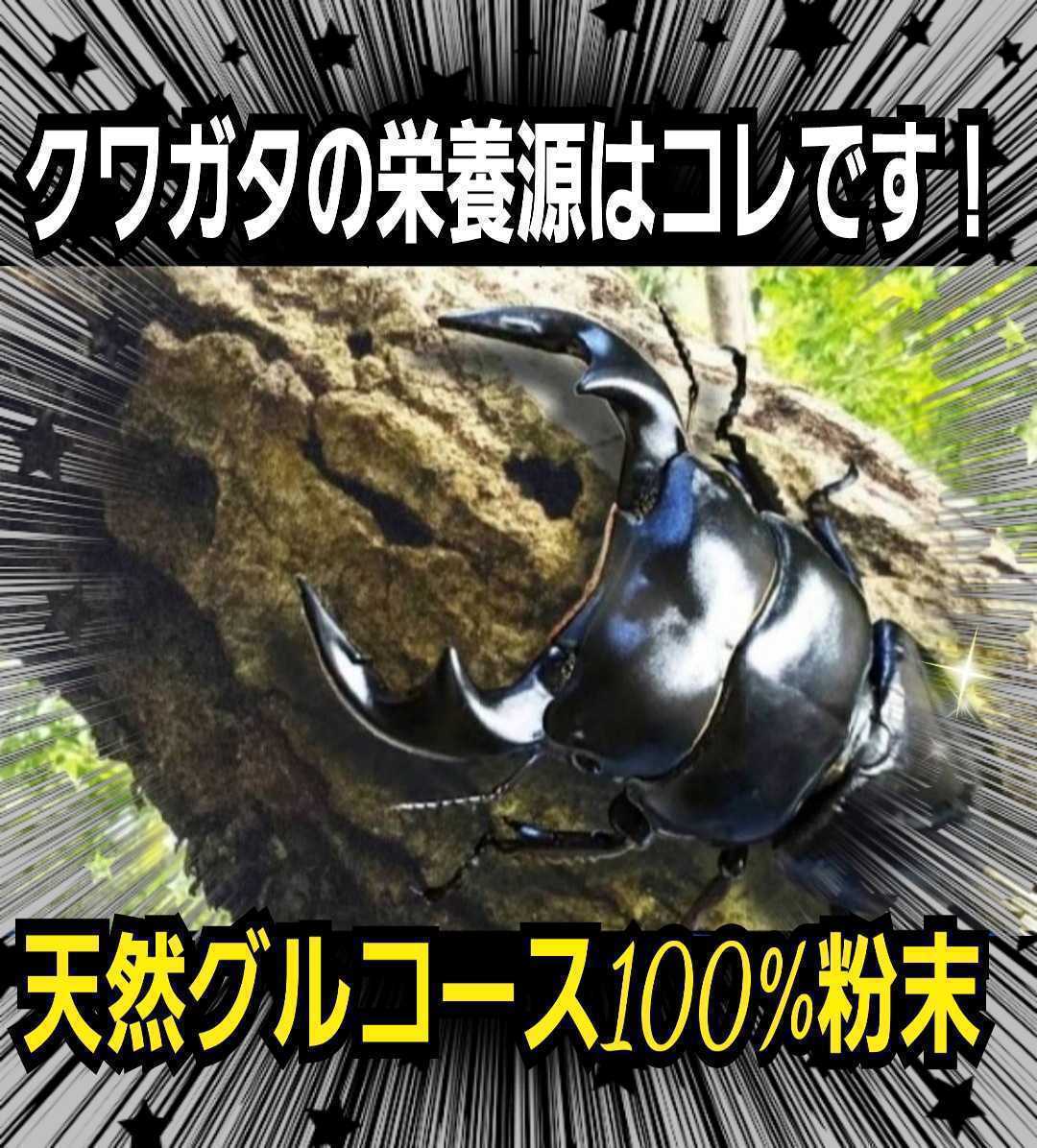  stag beetle * rhinoceros beetle. nutrition source is kore!gru course powder mat .. thread, jelly .... only! size up, production egg number up, length . exceptionally effective!