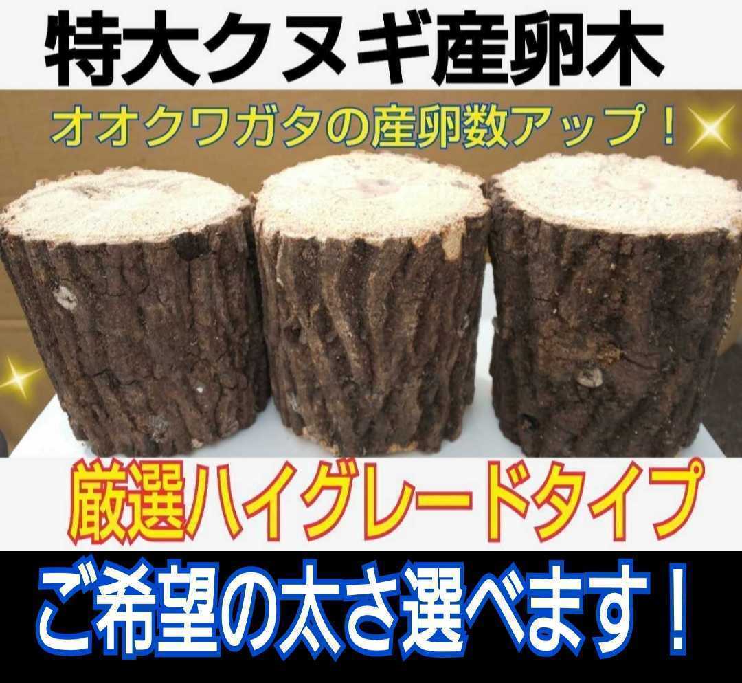 特大サイズ！貴重なクヌギ産卵木【3本】太さ8～14㎝の中から選べます！　長さ13㎝カット　硬めを好むオオクワガタ向きです！　数量限定販売_画像1