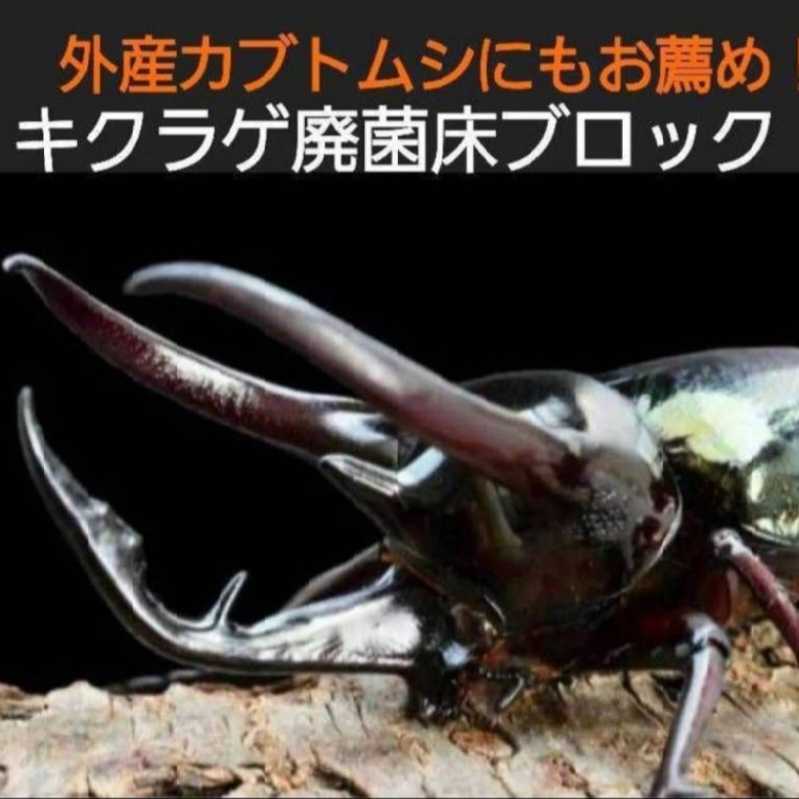 カブトムシ幼虫の栄養強化に！キクラゲ菌床ブロック【6個】マットに埋め込むだけでモリモリ食べる！クワガタの産卵床にも　クヌギ100％原料