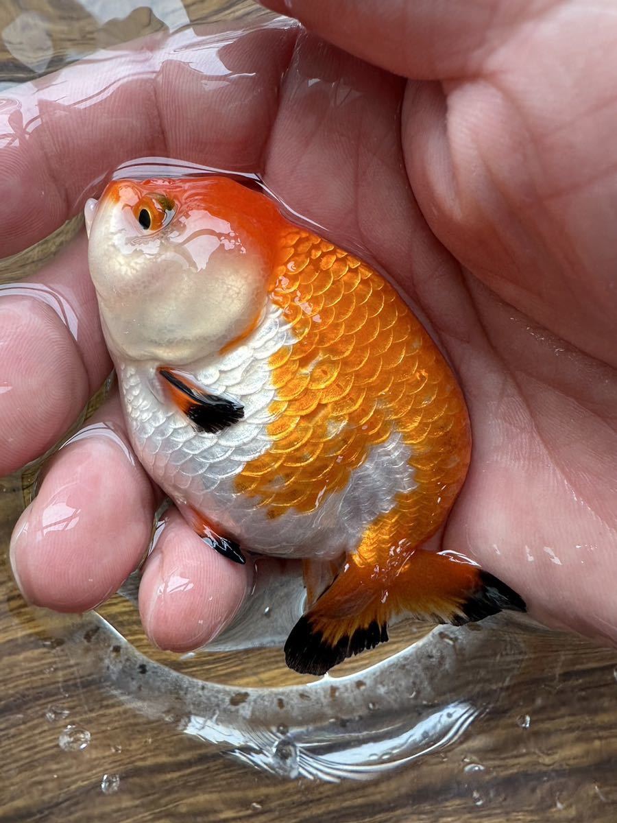 新姉 200匹 姉 姉金 金魚 餌金 エサ金 アネ 姉 - その他ペット用品、生き物