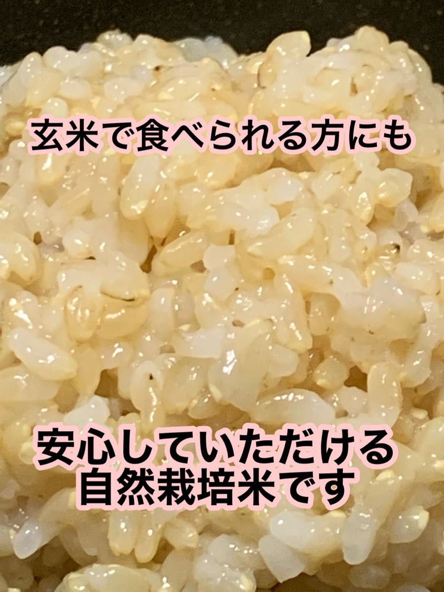 最安 【イセヒカリ】玄米10kg 新米 令和4年度兵庫県産 無農薬無施肥の