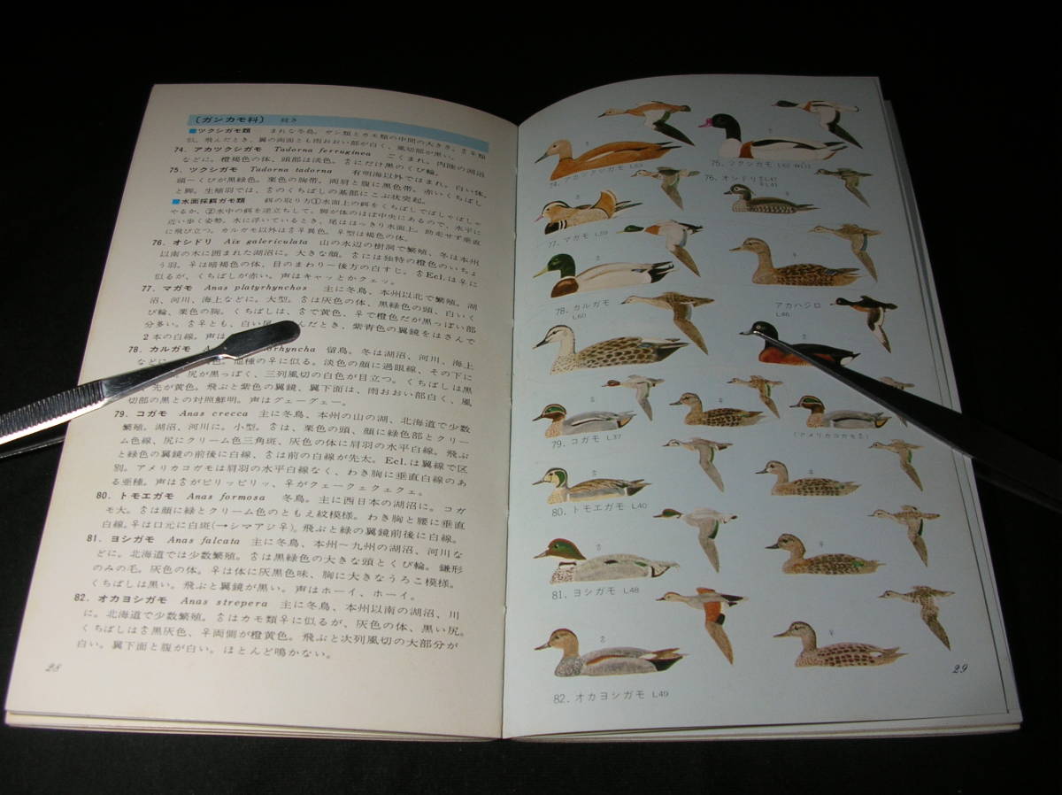 [ бесплатная доставка ] птицы побережья Япония дикая птица. .1976 год 
