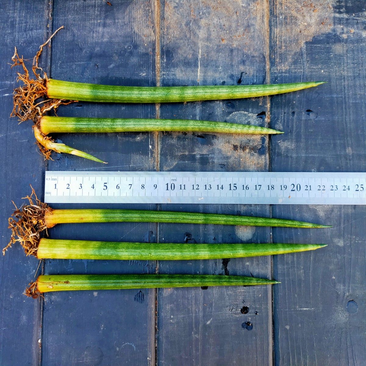 サンスベリア ロケット5本子株付き 抜き苗 匿名配送｜Yahoo