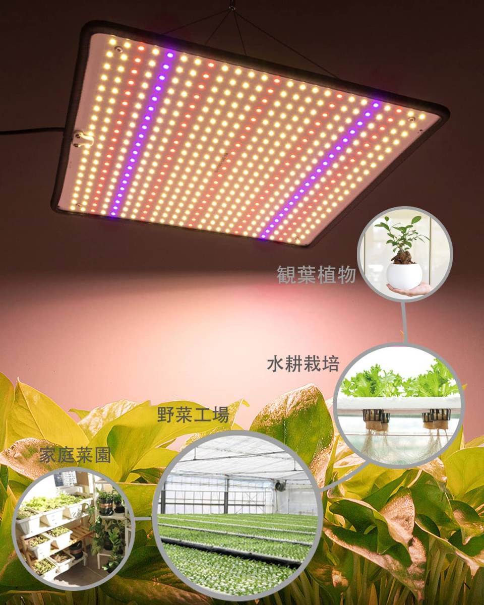 期間限定お試し価格】 ウォームピンク 1PCS GREENSINDOOR 植物育成
