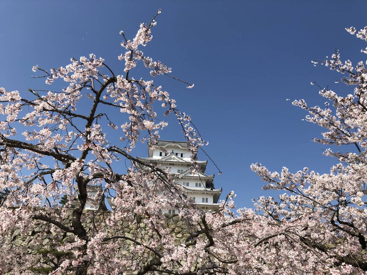 迅速対応 1円即決 フリー画像 当方撮影 姫路城/桜 の画像1