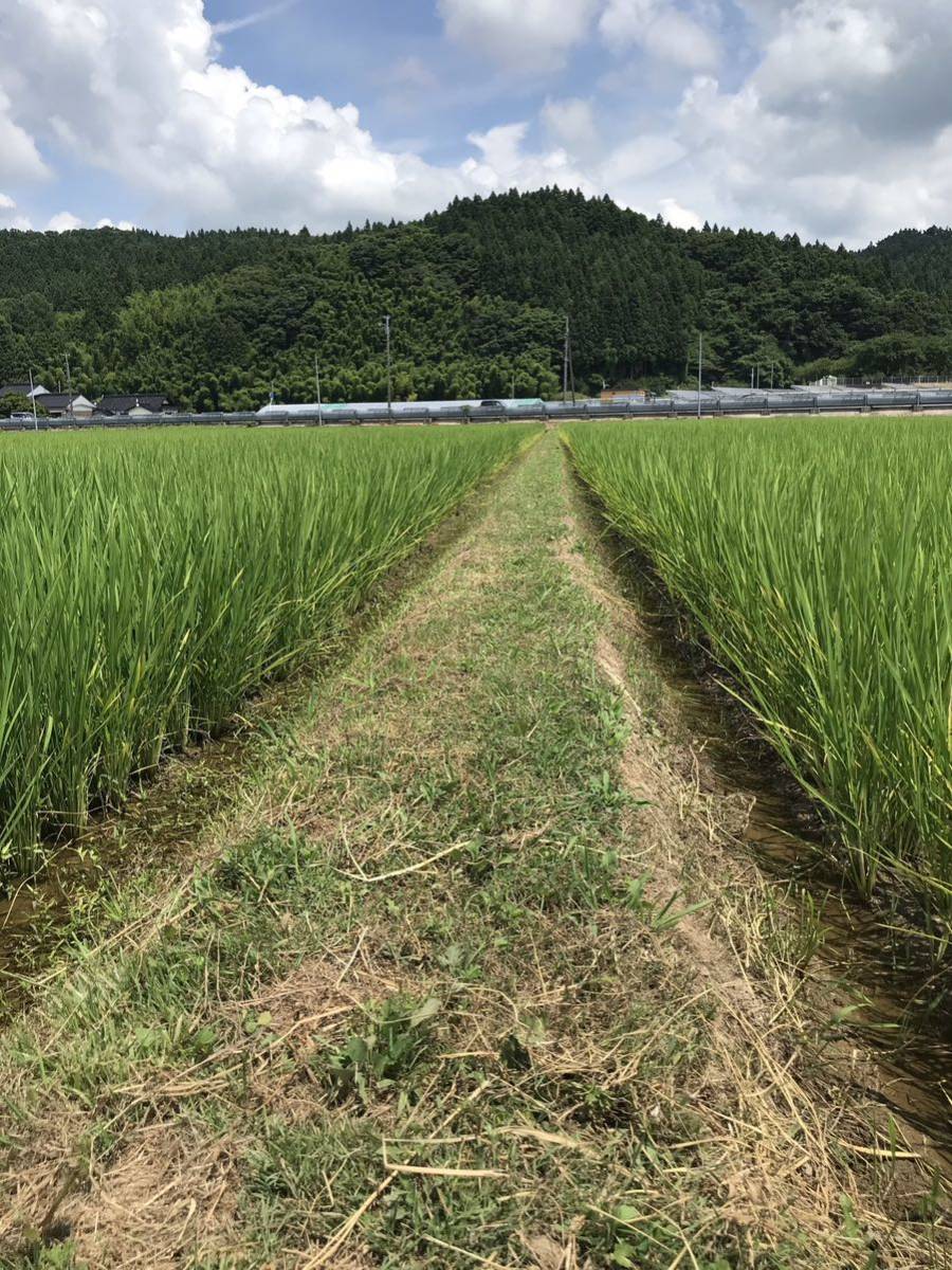 令和4年山形県庄内産コシヒカリ30k送料無料 米 | factsandfaith.com