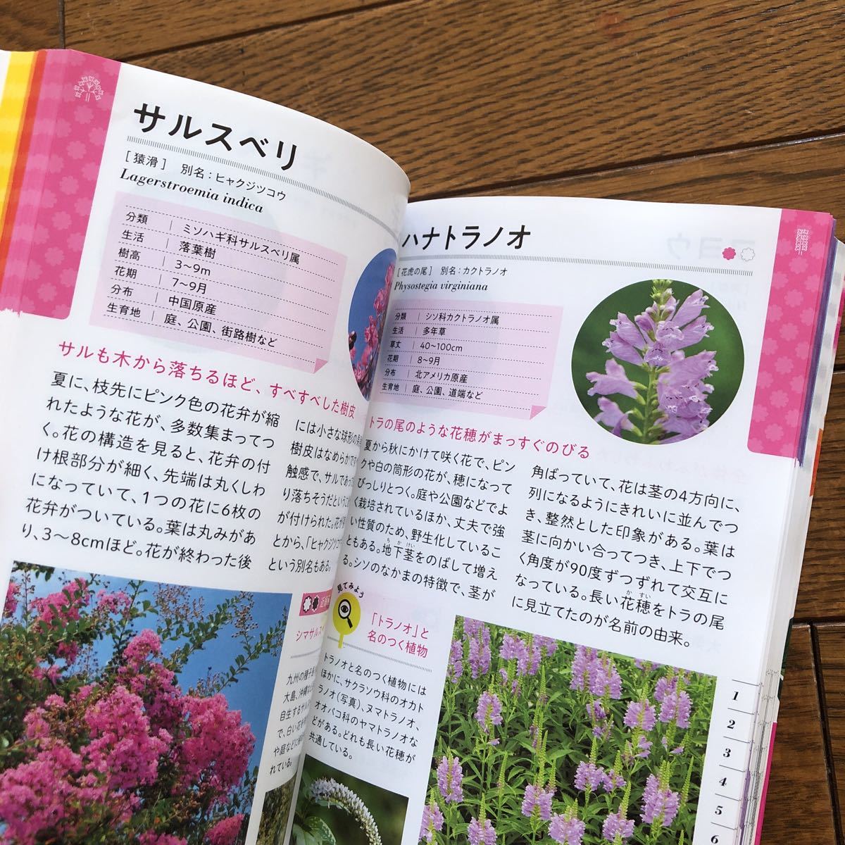  color . shape . see .. walk . comfort flower illustrated reference book 