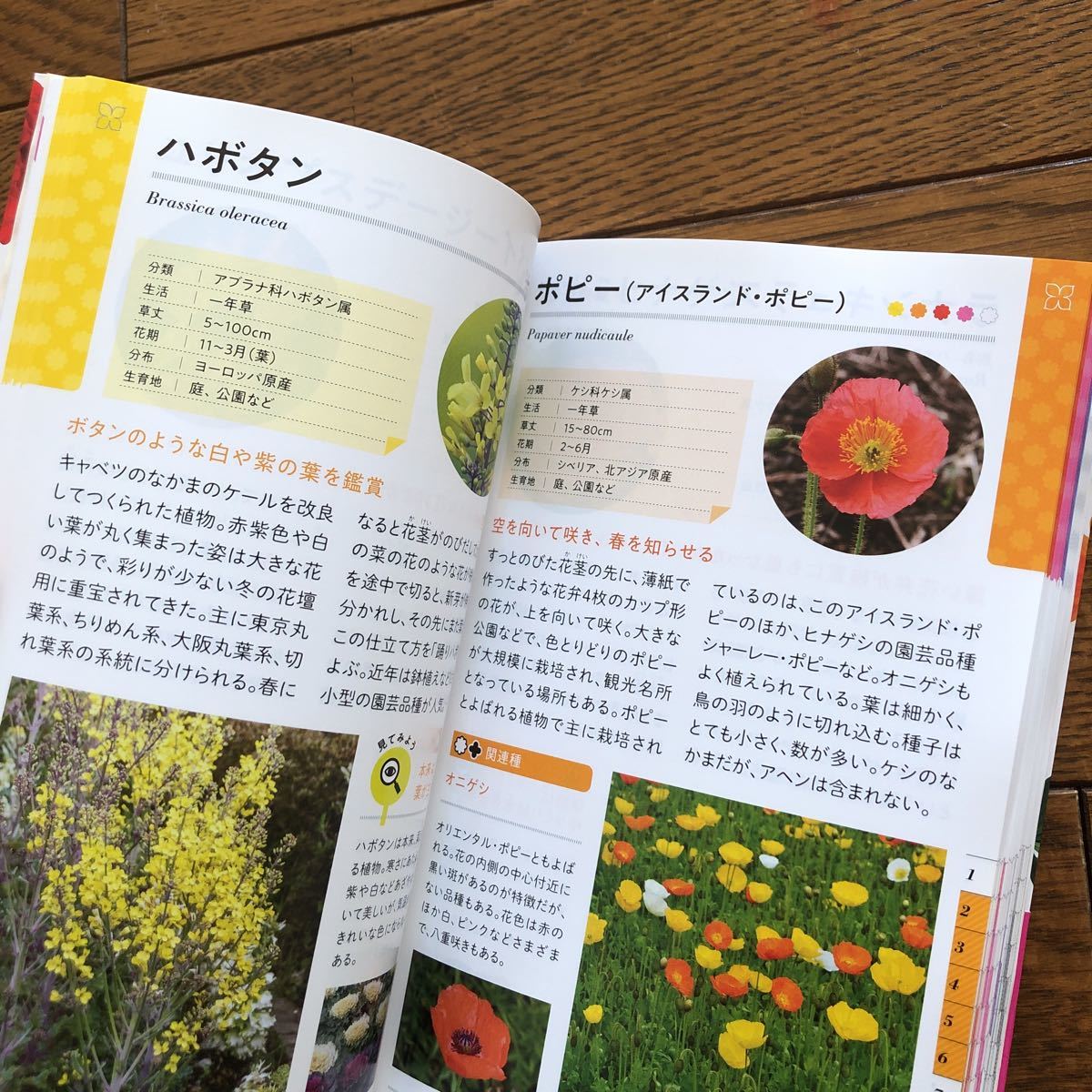  color . shape . see .. walk . comfort flower illustrated reference book 