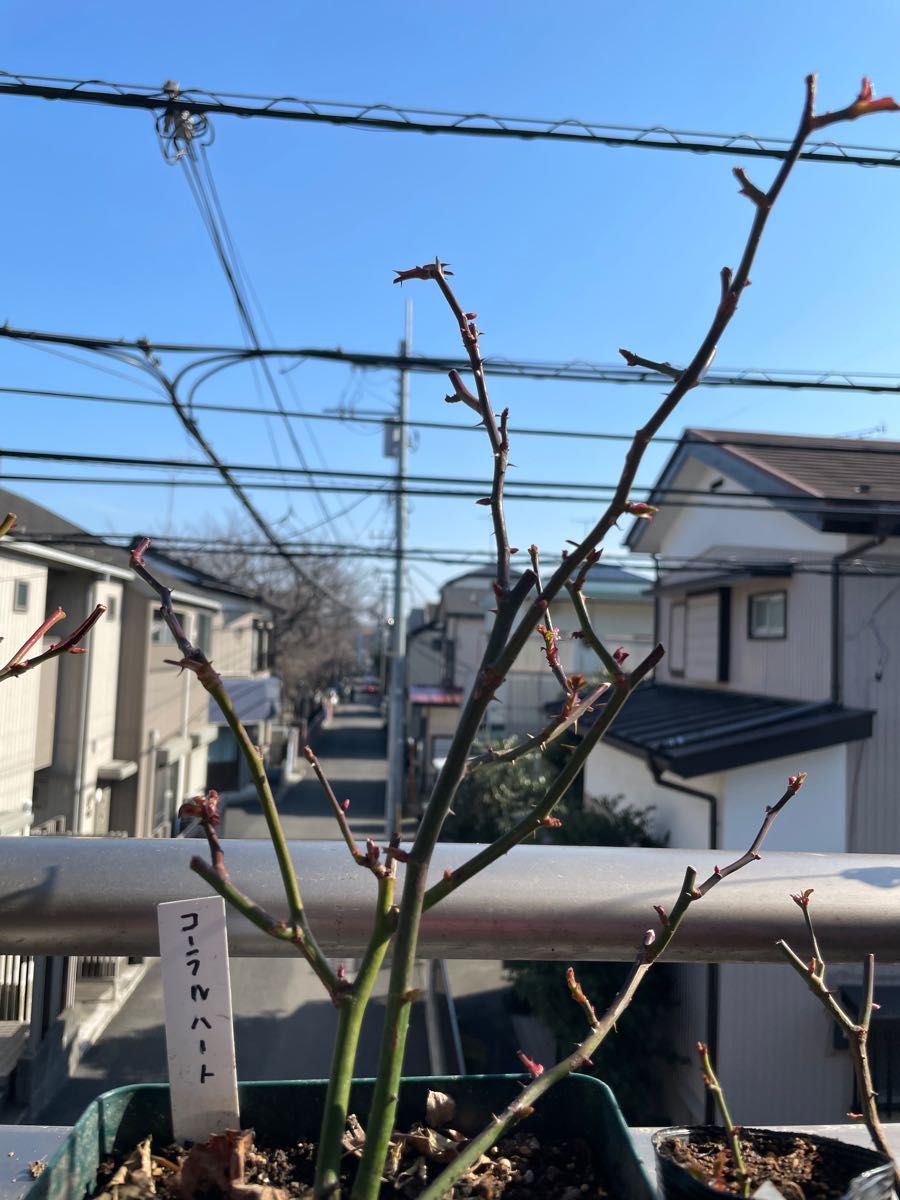 桜猫様 ご専用ページ 3種薔薇|Yahoo!フリマ(旧PayPayフリマ)