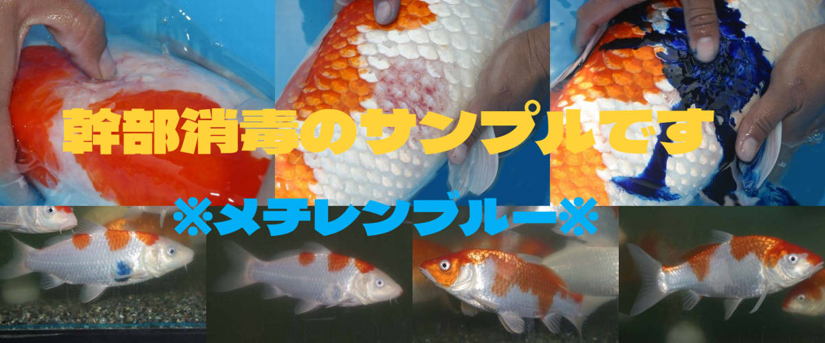 ★メダカ～大型魚にも★ 魚飼育に絶対必需 眠り液 増量モデル500g変更可 幹部消毒補助必須品 常備必須 (尾腐れ病 穴あき病 消毒 ねむ～る)_画像5