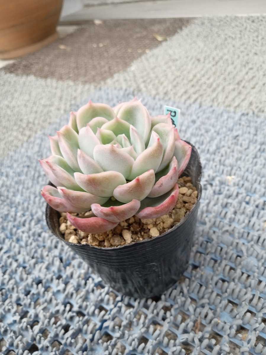 Yahoo!オークション - 多肉植物 ROSEROSA エケベリア Yahoo!オークション - 多肉植物 ROSEROSA エケベリア