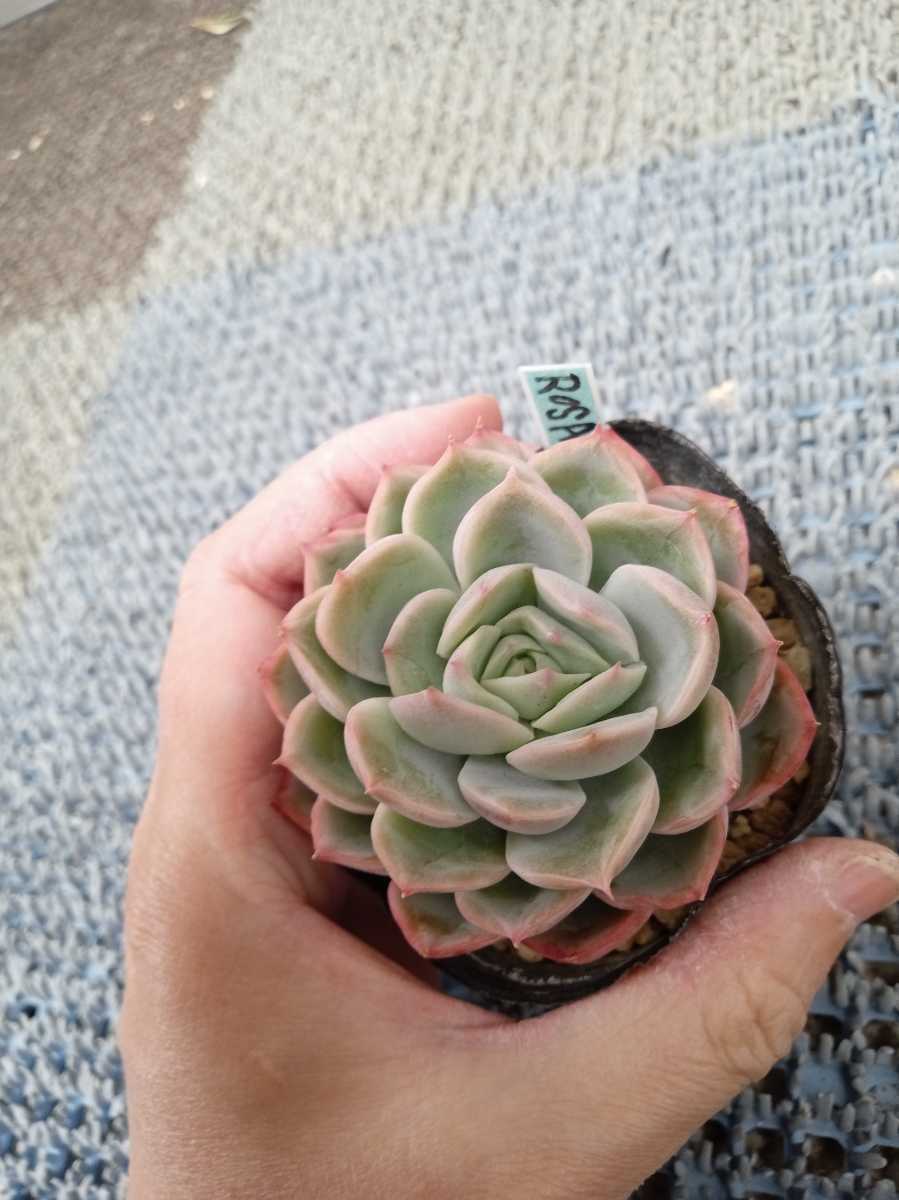 Yahoo!オークション - 多肉植物 ROSEROSA エケベリア Yahoo!オークション - 多肉植物 ROSEROSA エケベリア