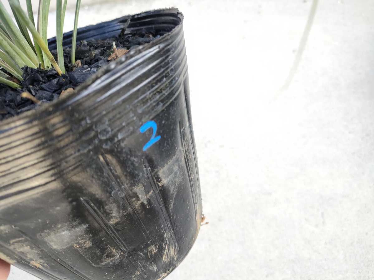 ユッカ ロストラータ yucca rostrata 幹立ち ドライガーデン 耐寒性 ５号 2の画像5