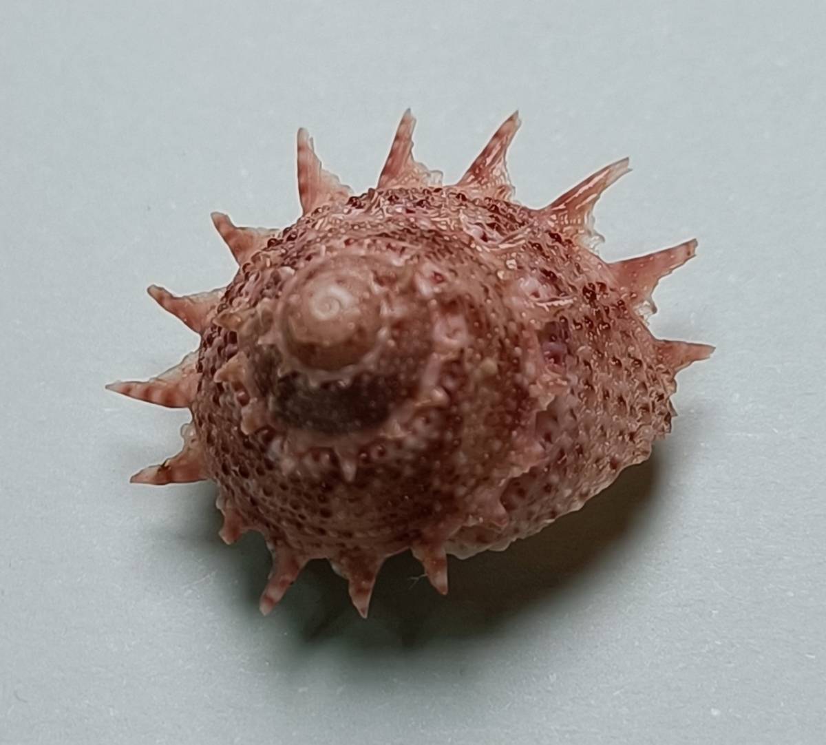 貝の標本 Bolma persica 22.1mmの画像3