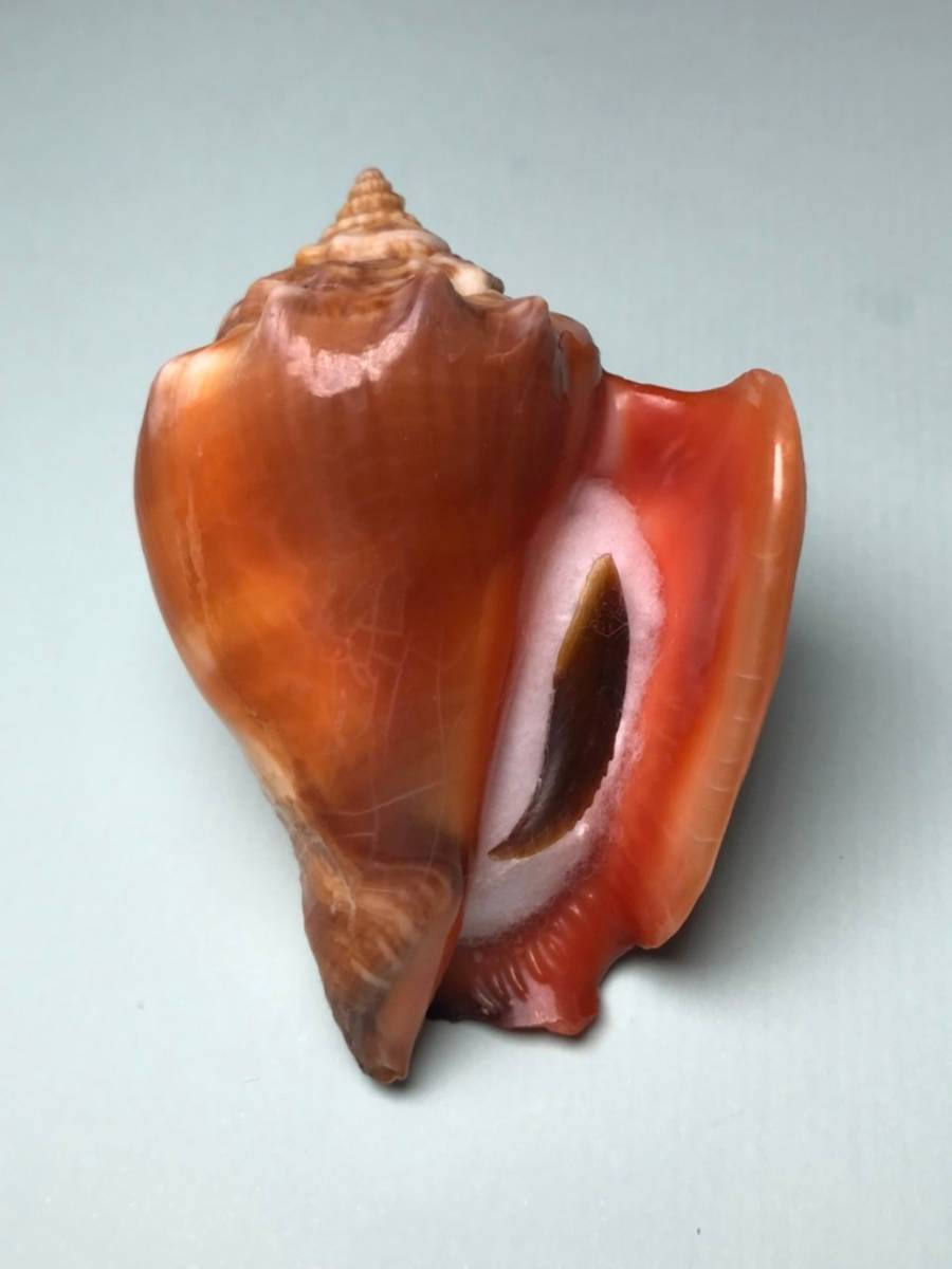 貝の標本 Strombus pugilis worki 68mm.w/o.Brazil._画像3