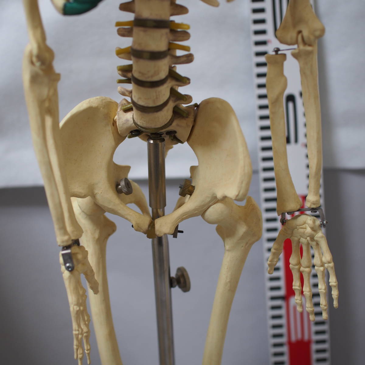 中古 骨格標本 全身骨格模型　台座付き 椎間板脊髄 人体模型 整体 接骨院 医療 現状品 管理番号H295-3_画像4