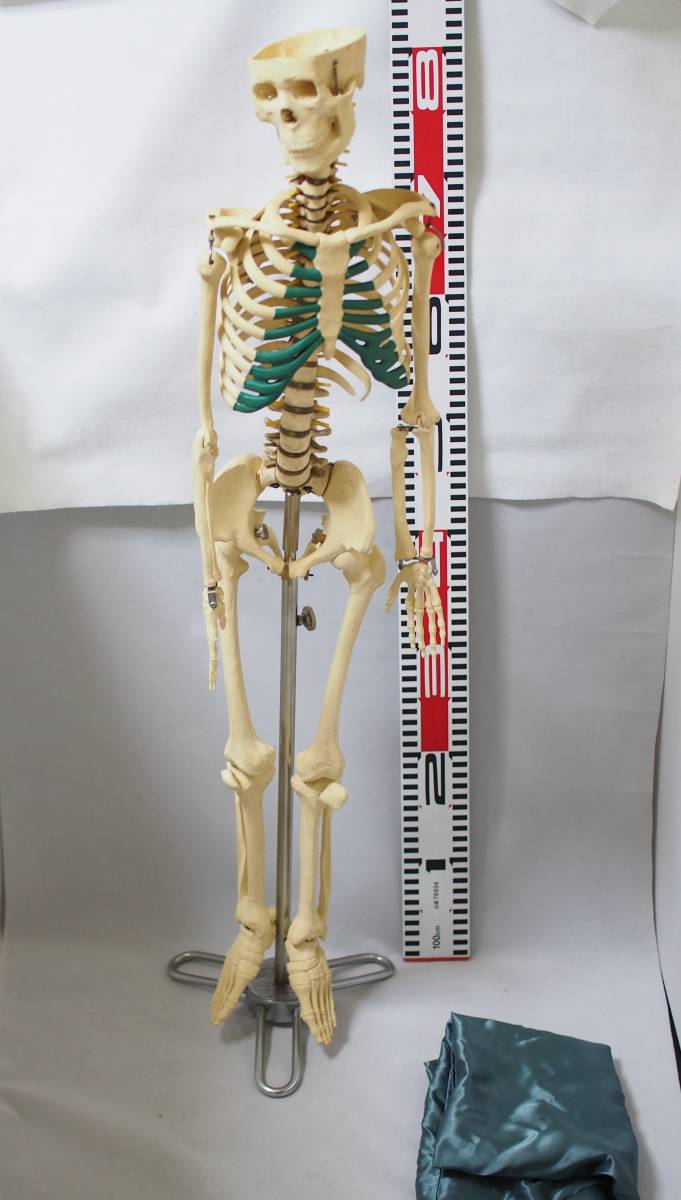 中古 骨格標本 全身骨格模型　台座付き 椎間板脊髄 人体模型 整体 接骨院 医療 現状品 管理番号H295-3_画像1