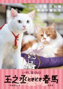 いやし猫DVD 猫侍 玉之丞ときどき春馬 レンタル落ち 中古 DVD テレビドラマ_画像1