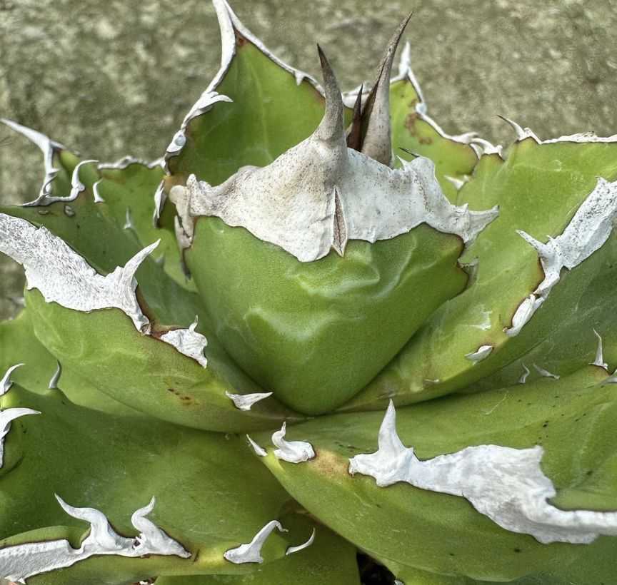 アガベ チタノタ ホワイトファイヤー】1 agave titanota 白火 白火焔 