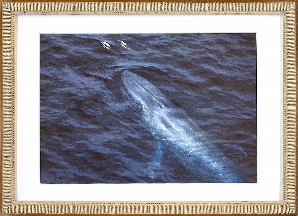 ◎ボブ・タルボット『Whale&Dolphins』複製画★動物画【新品】