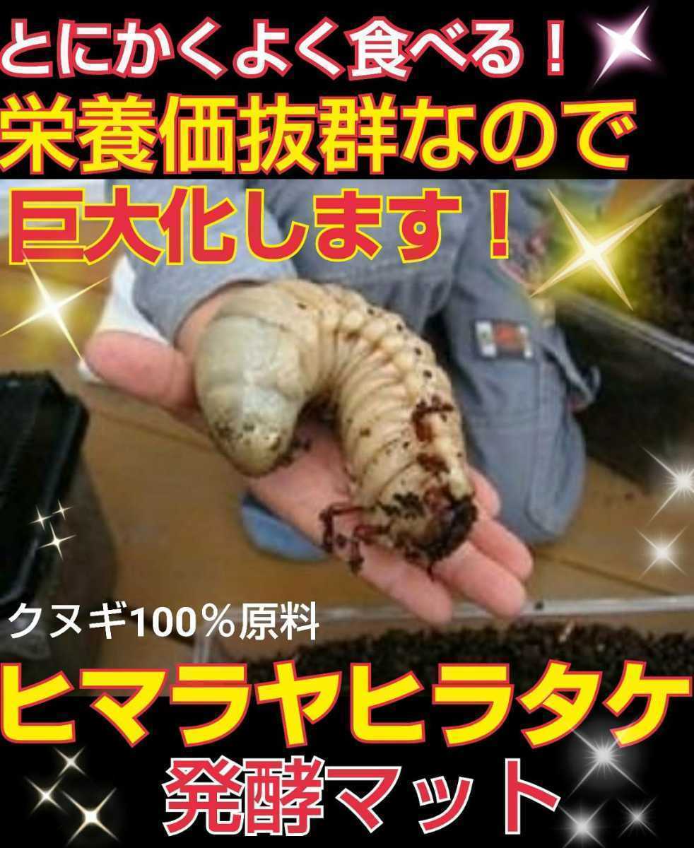 ヒマラヤひらたけ発酵マット☆カブトムシ・クワガタの幼虫がビッグサイズになります！クヌギ100％原料！菌糸ブロック粉砕発酵！産卵にも！_画像2