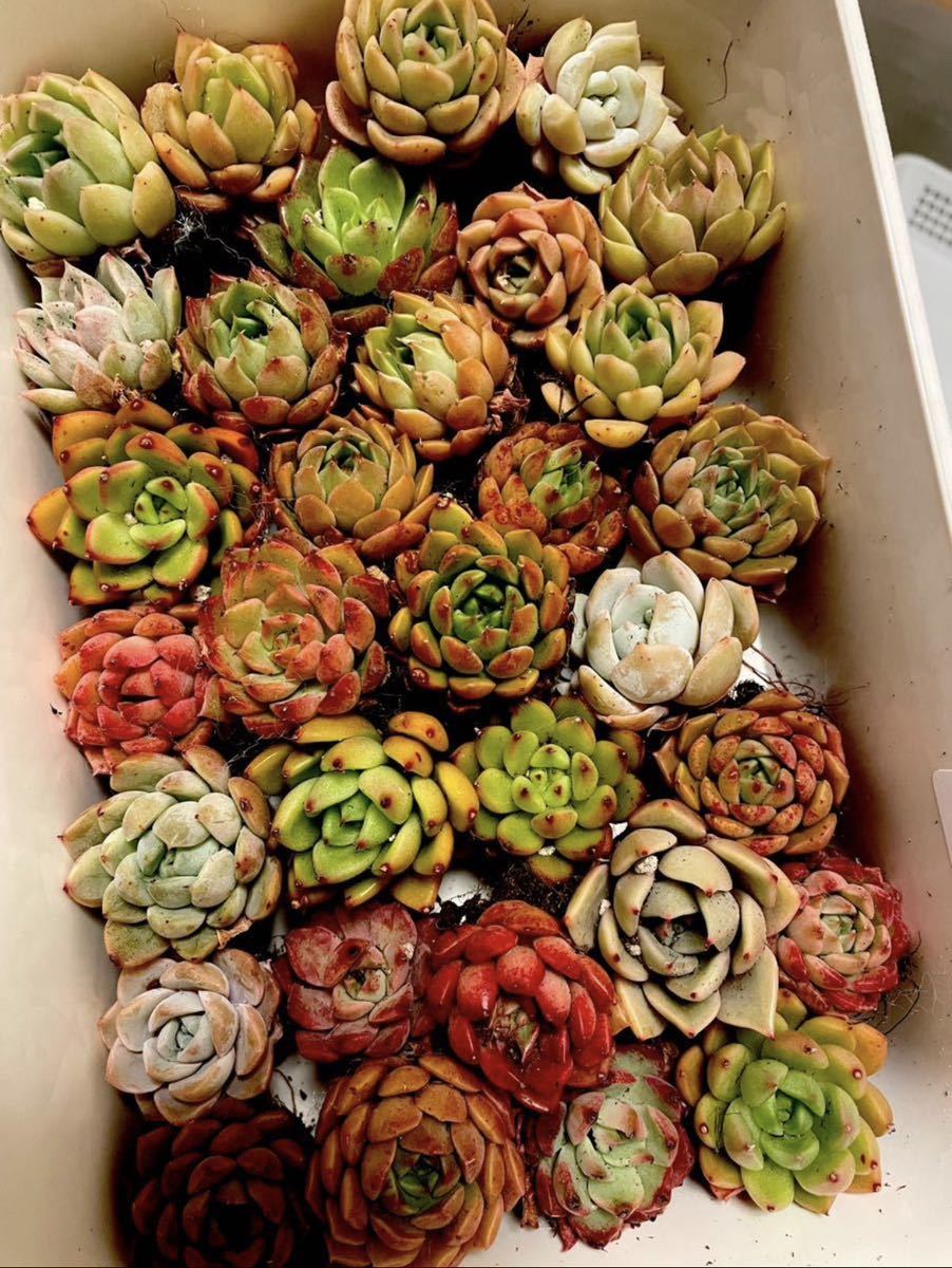 3. 韓国苗 多肉植物美苗 交配種 100苗セット 実生2-4CM 価格は安く www