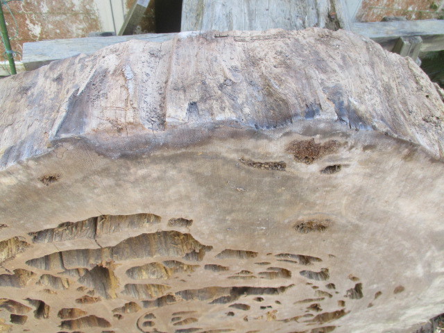 鹿児島　　屋久杉原木　輪切り蓮根板　　　厚み約１７ｃｍ　　なかなか無い大きさ厚み　自然乾燥２０年_画像5
