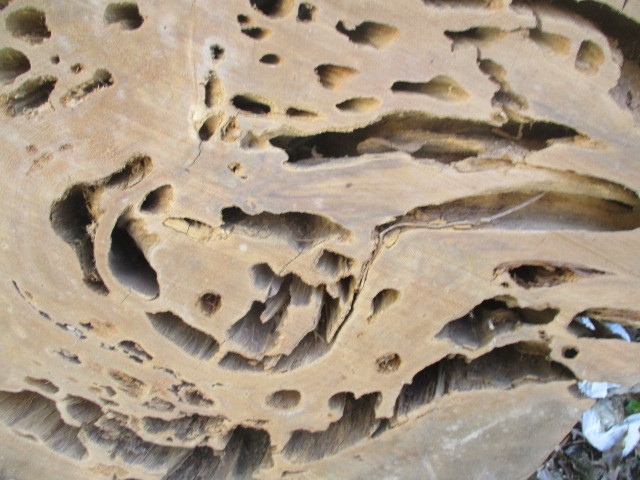 鹿児島　　屋久杉原木　輪切り蓮根板　　　厚み約１７ｃｍ　　なかなか無い大きさ厚み　自然乾燥２０年_画像8