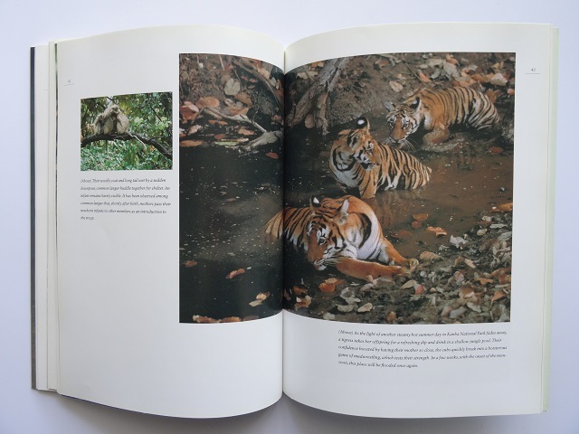 洋書◆虎の写真集 本 タイガー トラ_画像9
