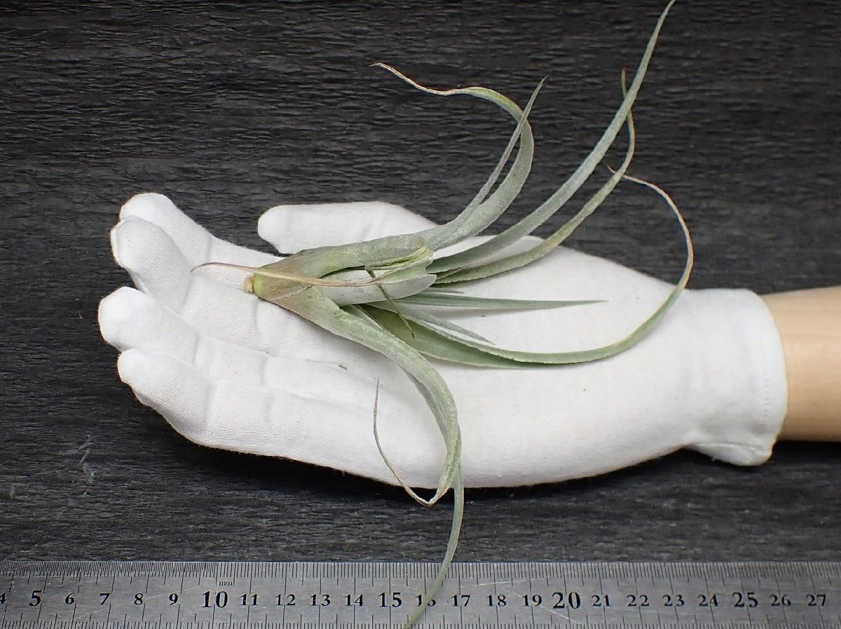 Tillandsia fresnilloensis