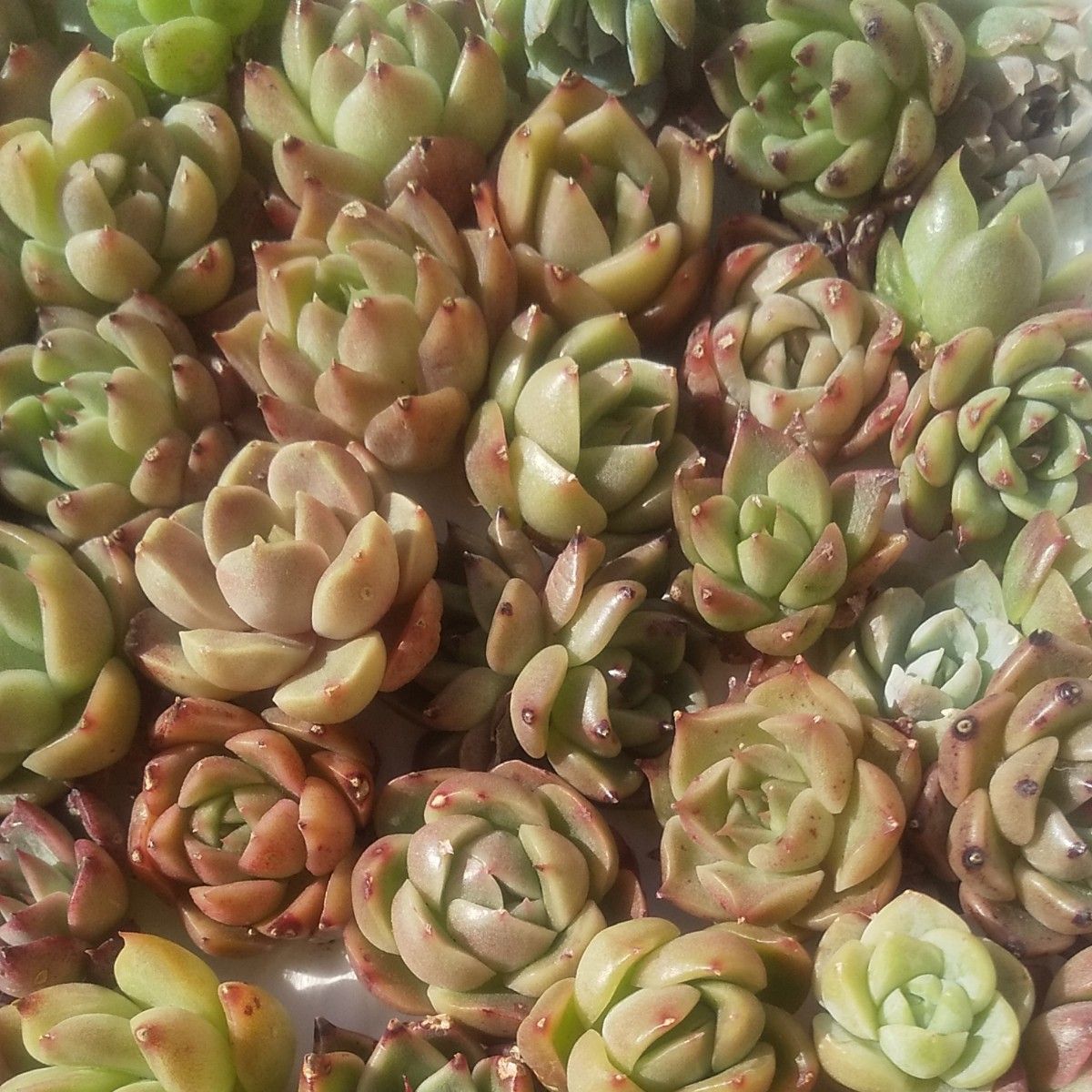 多肉植物 韓国苗 大量 javawebmedia.com