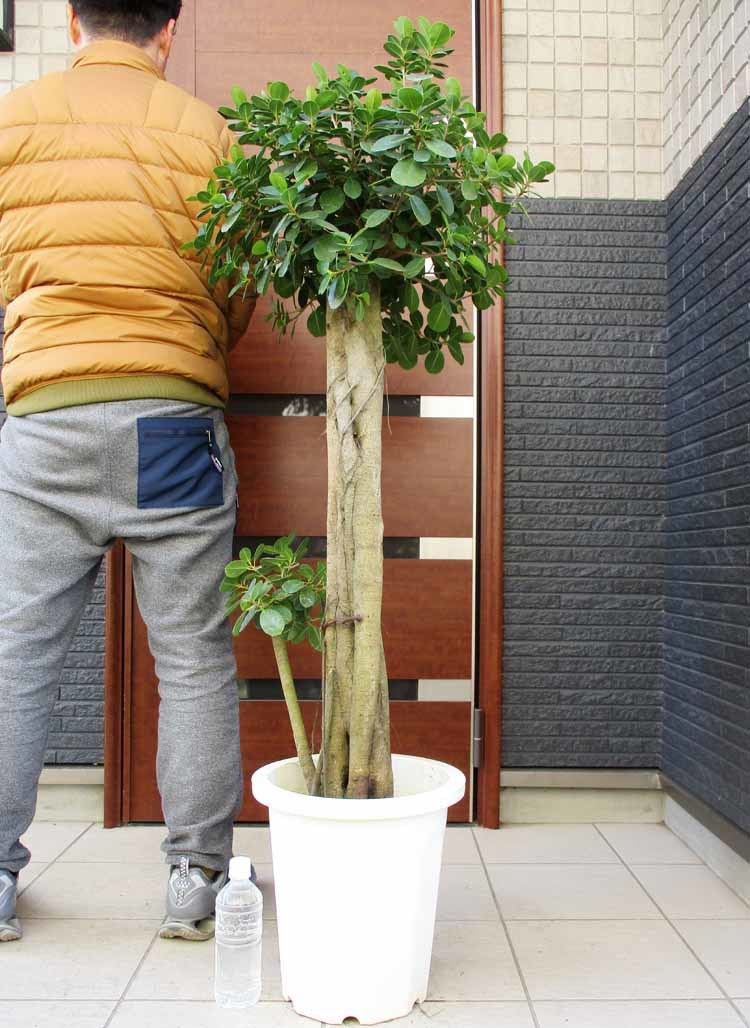 35%OFF】 現品】パンダガジュマル あC savio.com 8号 観葉植物 12号