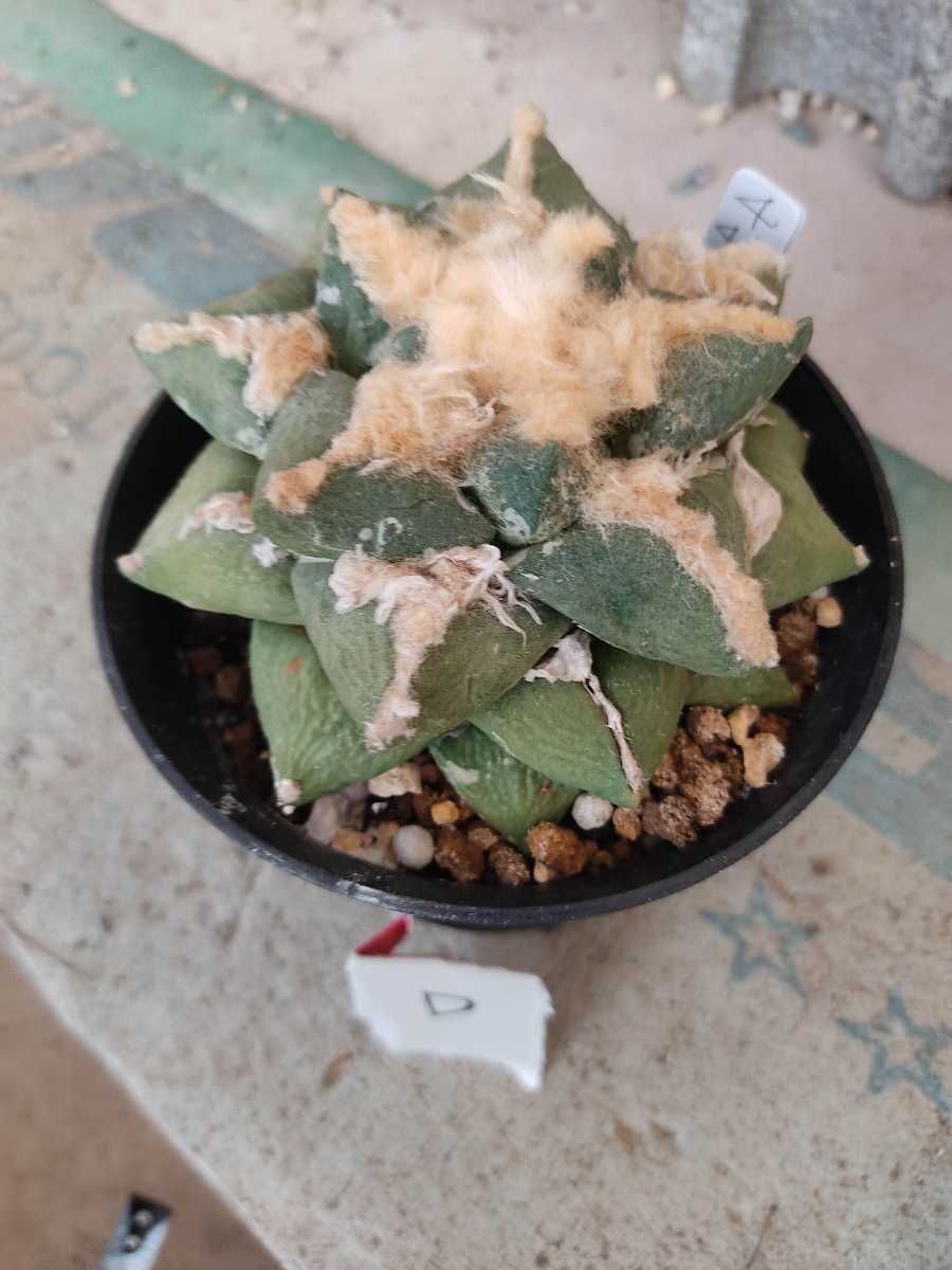 千葉県より多肉植物 約9 10 アリオカルプス 玉牡丹 多肉植物 花牡丹 サボテン 品種は推定の為不明 中古 のヤフオク落札情報 千葉県より多肉植物 約9 10 アリオカルプス 玉牡丹 多肉植物 花牡丹 サボテン 品種は推定の為不明 中古 のヤフオク落札情報