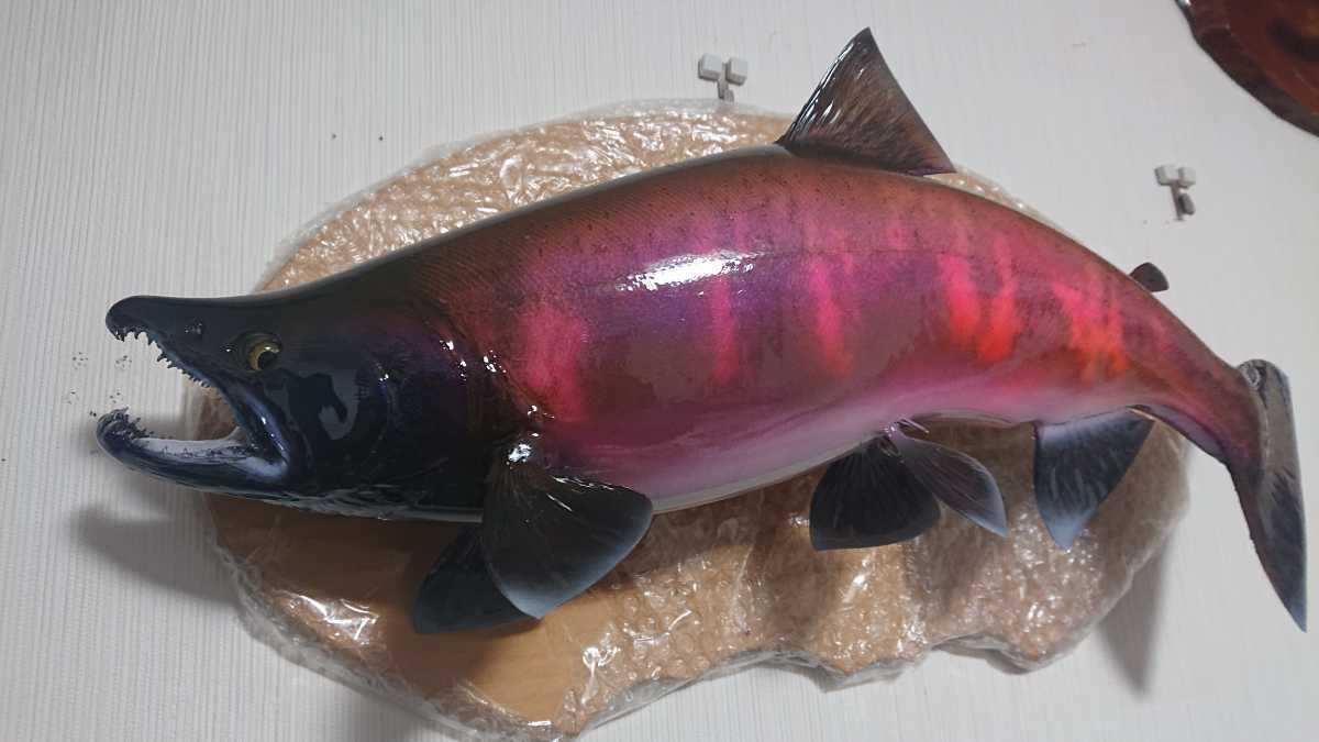 ノーリター 婚姻色 サクラマス 雄、♂約56㎝ 桜鱒 魚 エフクラフト製