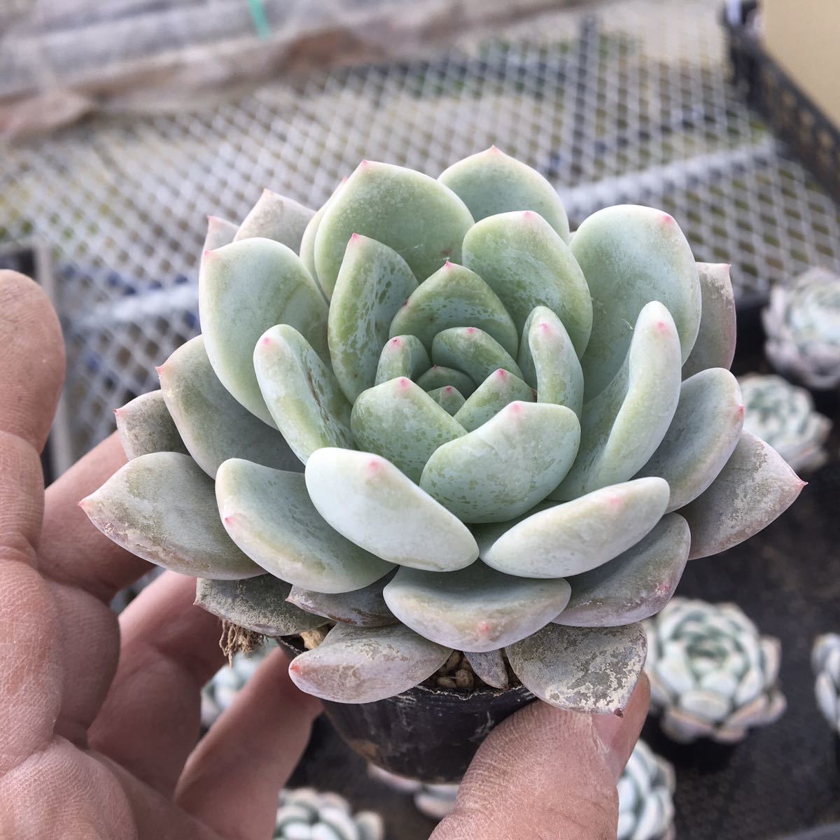 Yahoo!オークション - 多肉植物 エケベリア 大きめ ラウリンゼ Yahoo!オークション - 多肉植物 エケベリア 大きめ ラウリンゼ