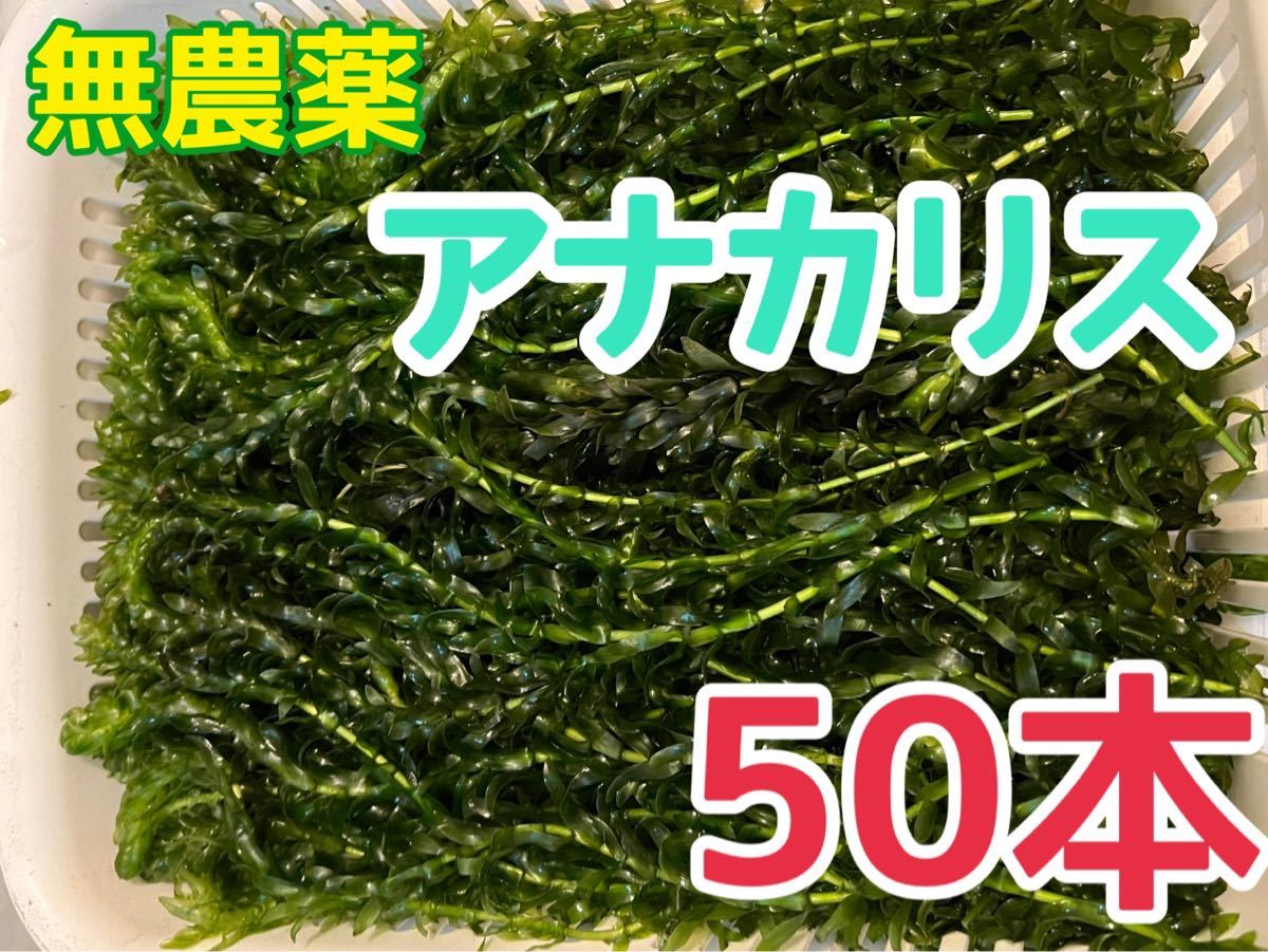 無農薬アナカリス 50本 即決価格 オオカナダモ 20cm前後 水草 金魚草 金魚藻 淡水魚 エビ ザリガニ メダカ 餌 エサ 隠れ家 夏対策 日陰作り_画像1