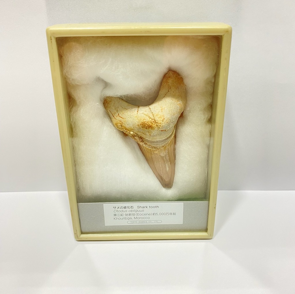 T 1円 サメの歯 化石 Shark tooth 第三紀 始新世 約5 000年前 モロッコ