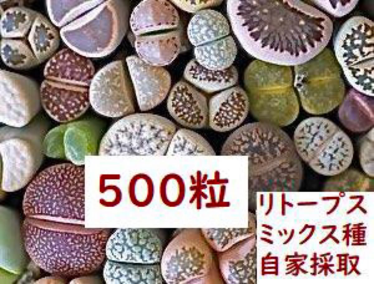 リトープス 混合種子 500粒 メセン|PayPayフリマ