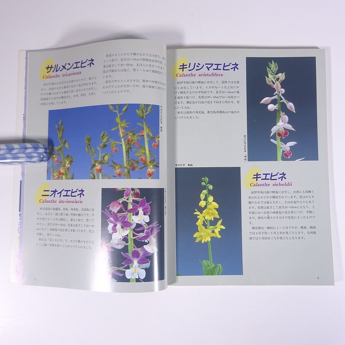  nature .. raw Ran No.112 1995/4 new plan publish department magazine gardening gardening plant orchid Ran special collection * shrimp ne. base knowledge spring. .. change . structure shape. fun 