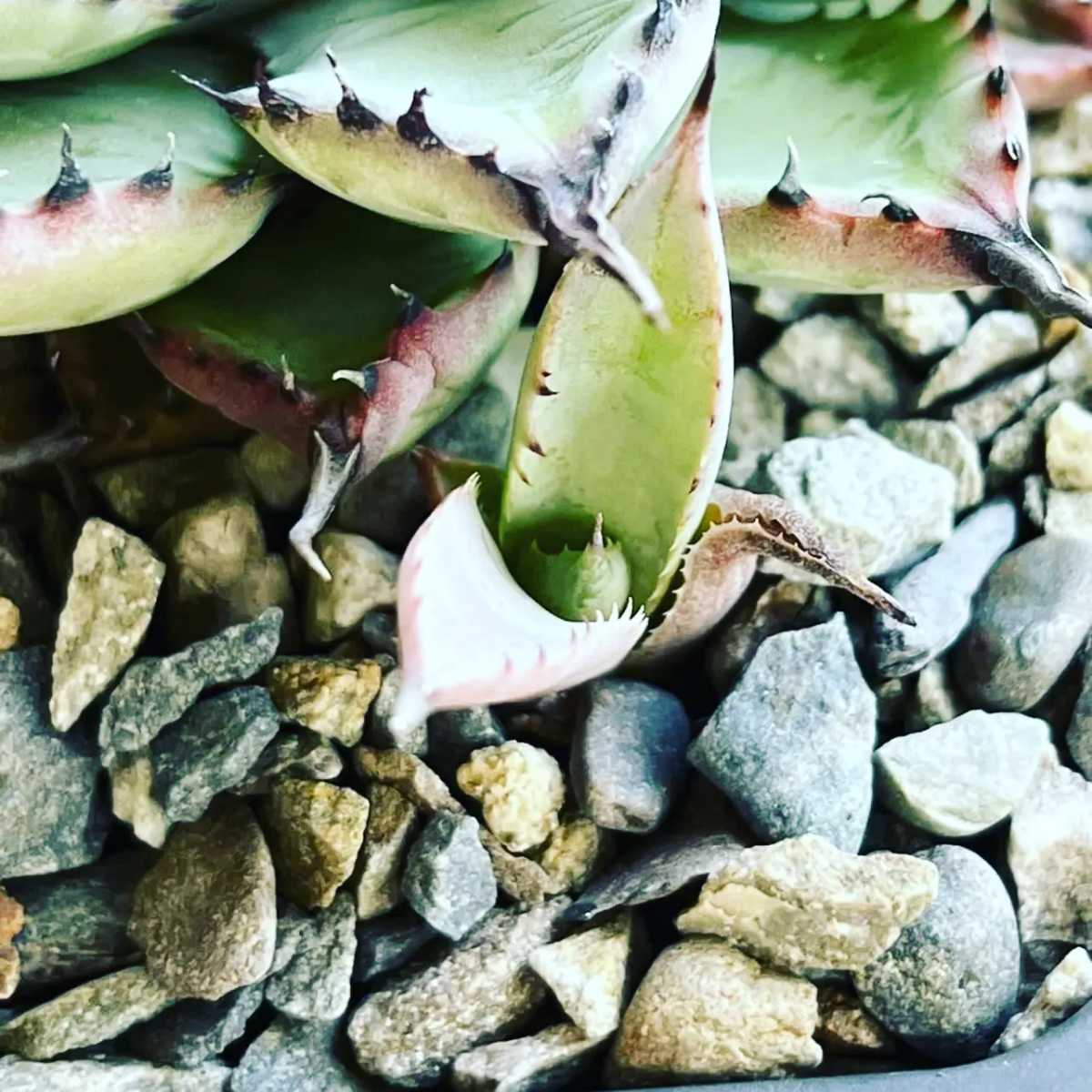 ② アガベ lize産 曲刺八雷 八荒雷神 八荒殿×雷神 Agave macroacantha
