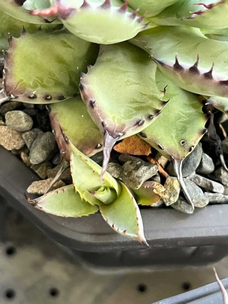 アガベ lize産 曲刺八雷 八荒雷神 八荒殿×雷神 Agave macroacantha x