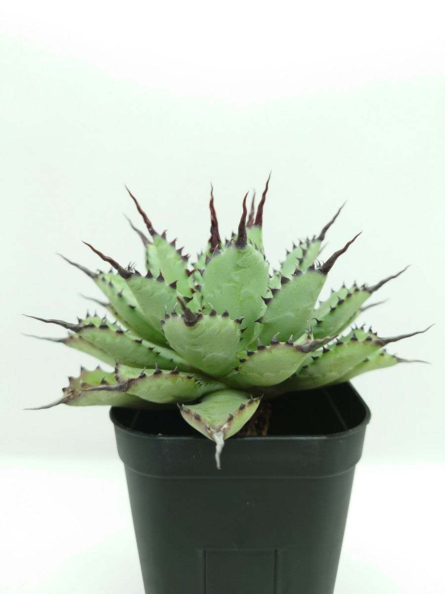 アガベ lize産 曲刺八雷 八荒雷神 八荒殿×雷神 Agave macroacantha x